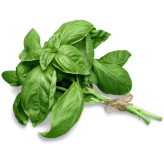 Basil