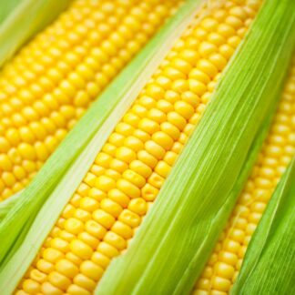 Corn/Maize